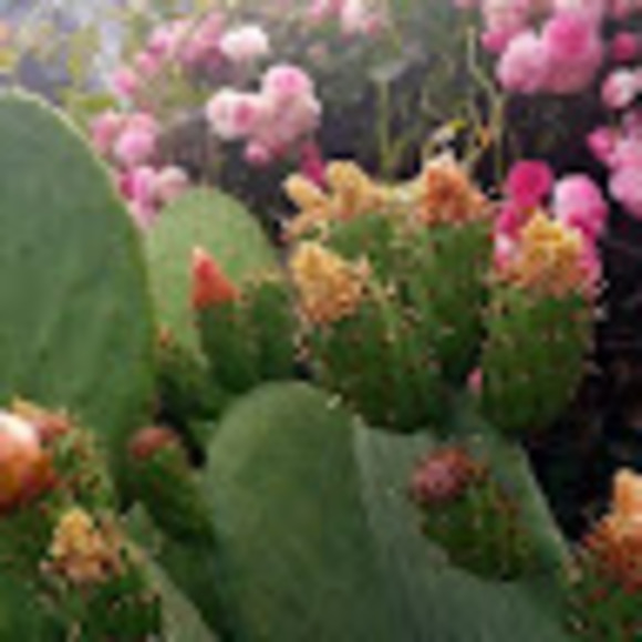 Meet your Posher, Lupe - Picture 1 of 1